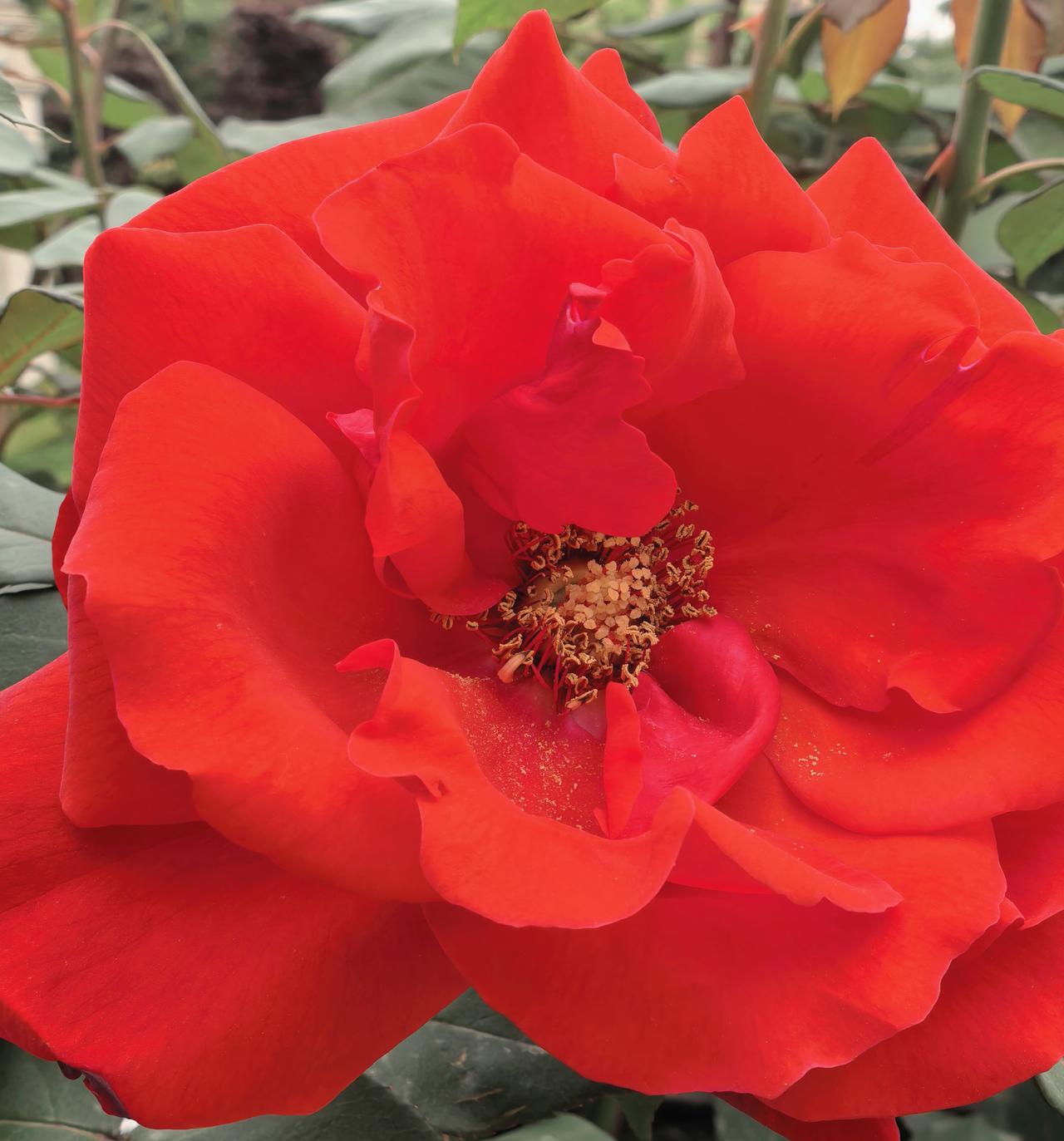 你看这花瓣，像被阳光吻过的火焰，每一褶皱里，都藏着蝴蝶迷路的香气。连蜜蜂都忍不住