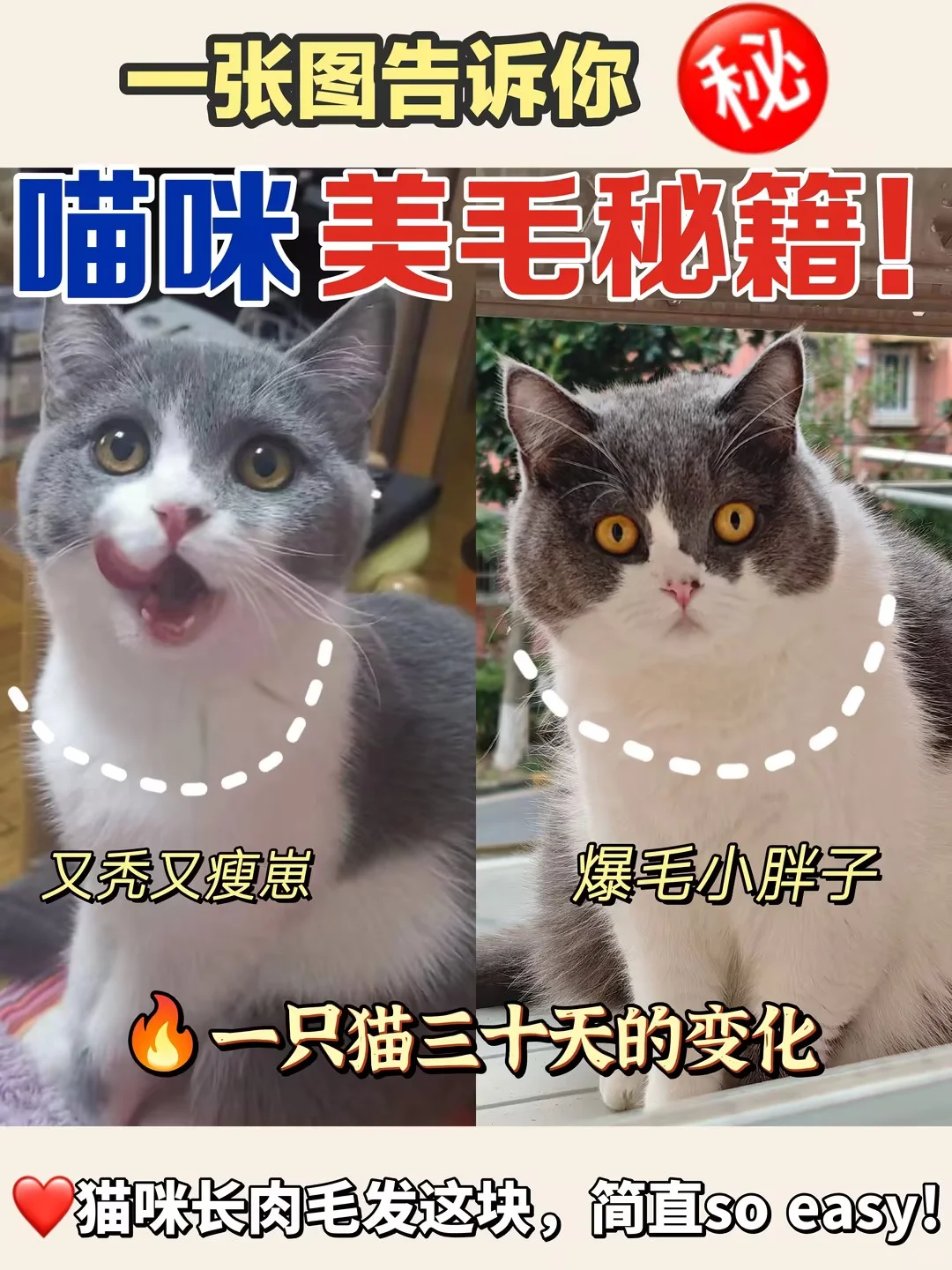 猜猜谁家的喵星人又又又“炸毛”啦？