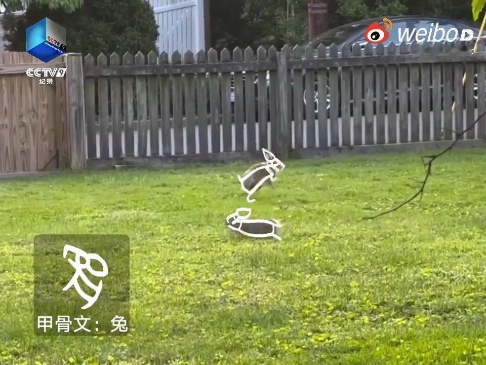 【】震惊！三千年前的文字设计师竟用猫猫狗狗当模特？这波文化传承太治愈了！ ​​​