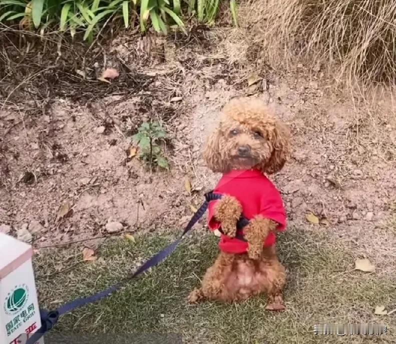 不知是谁那么恨心把一只毛孩子丢弃在这荒山野岭，嘴巴嘟嘟快哭干了，看到那么可怜的毛