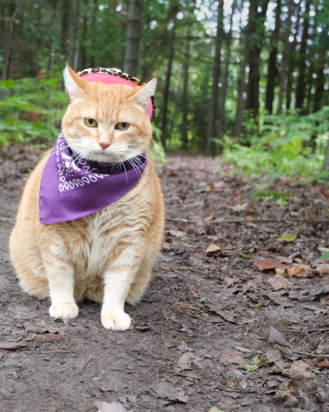 猫宁 ​​​