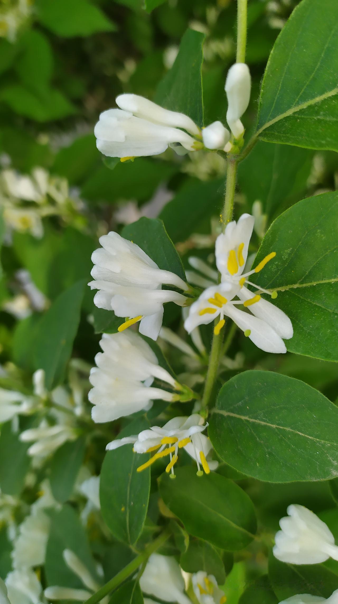 对联飞花令 忍冬花
出句：手心未放留真白（雪浪）