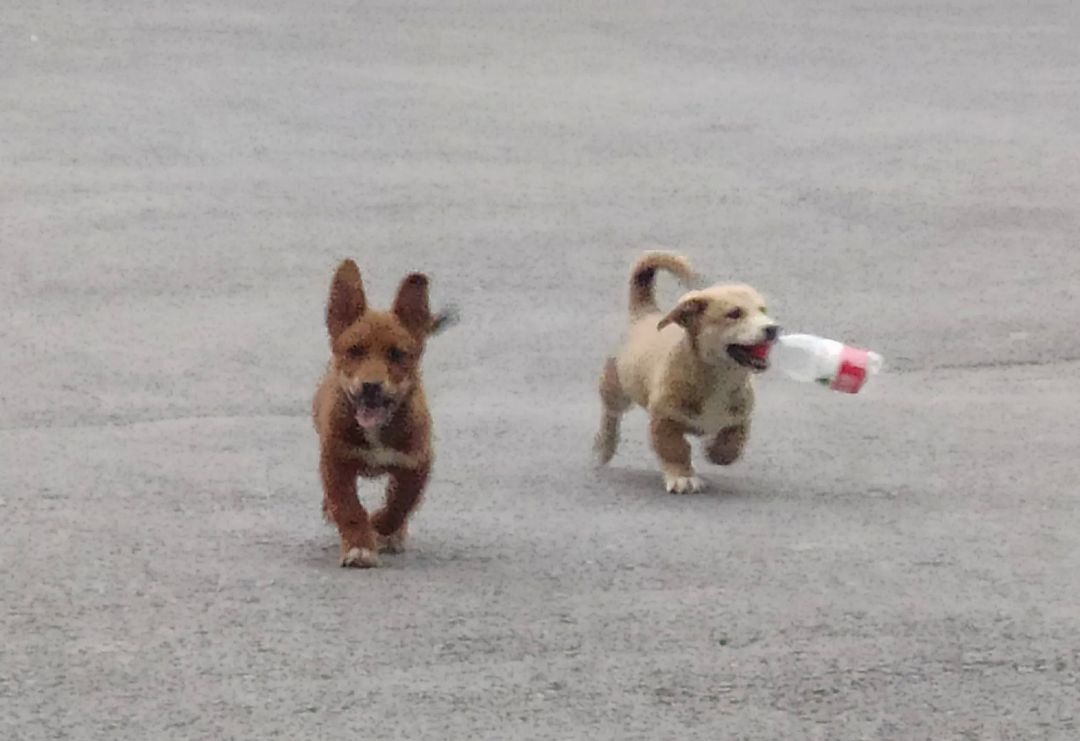 网友分享：旺财和来福两条在路边草丛中冻的瑟瑟发抖的小狗，一看就是被人遗弃了，如果