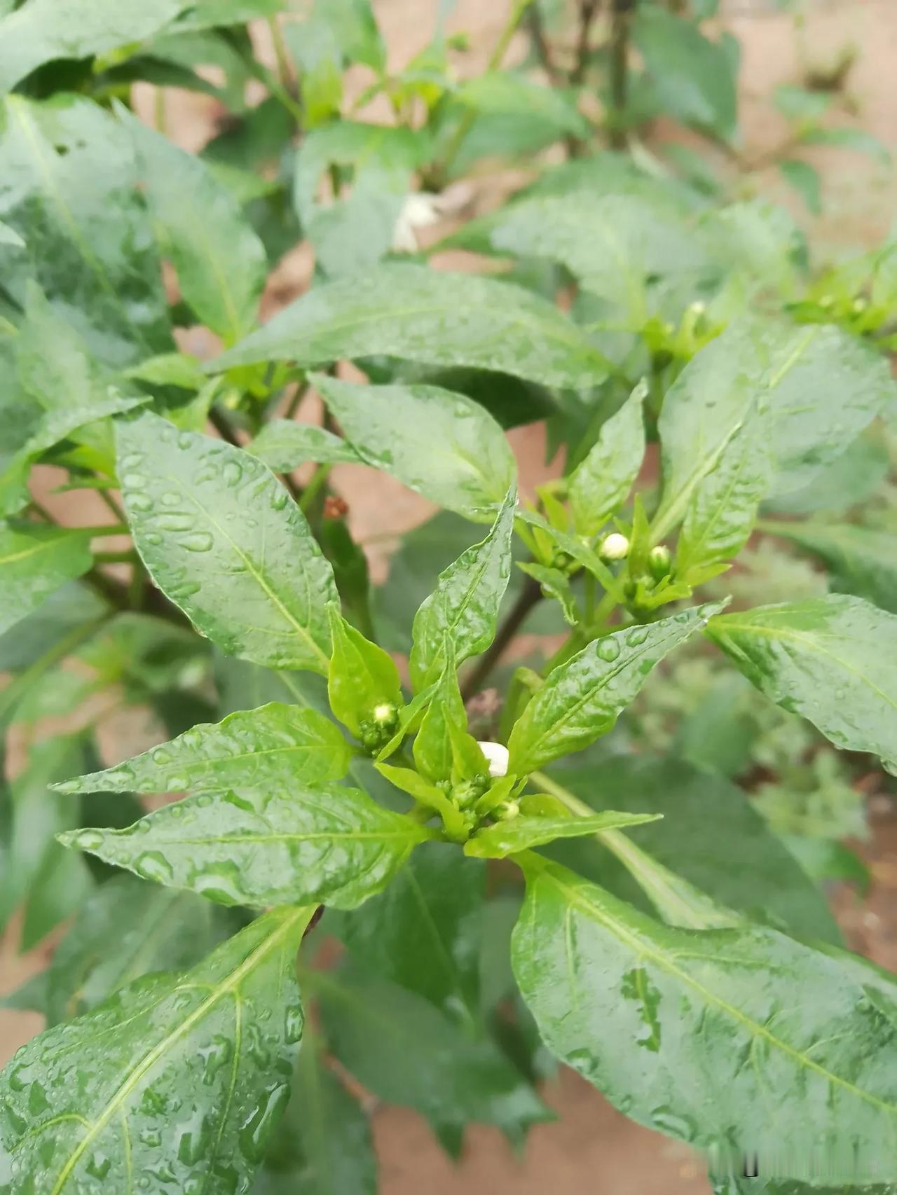 这几天下小雨，不见阳光，绿了花草树木，蔬果，由于几日不见阳光，人是懒懒的，走路没
