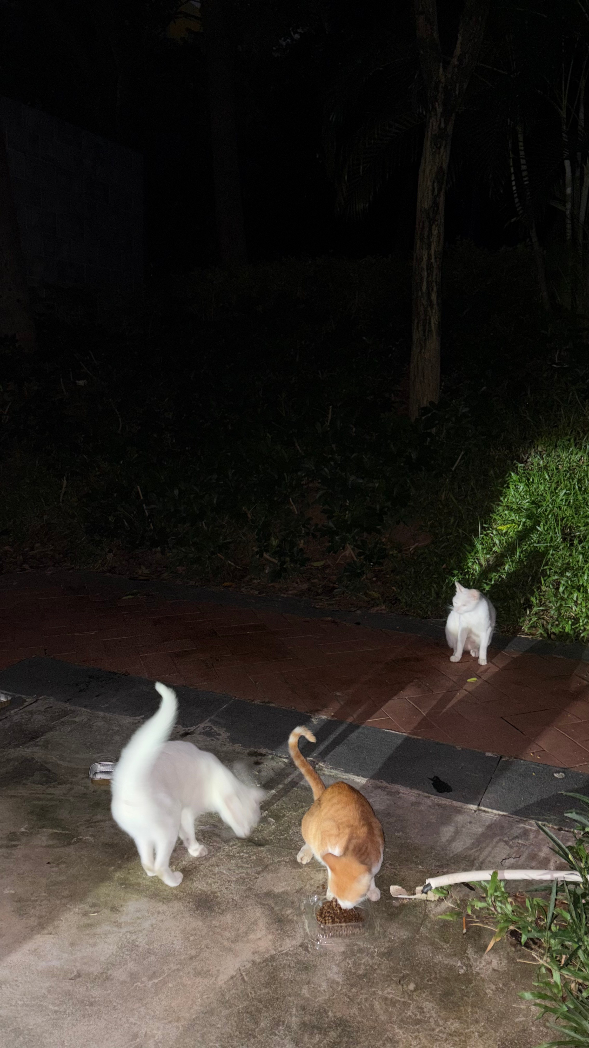 今夜，放归的几个白猫追着我，仿佛在问燕子啥时候回来？小朋友们感情真不错。。。流浪