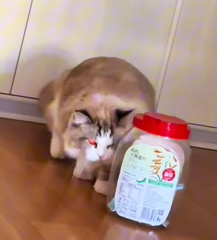 躲猫猫 ​​​