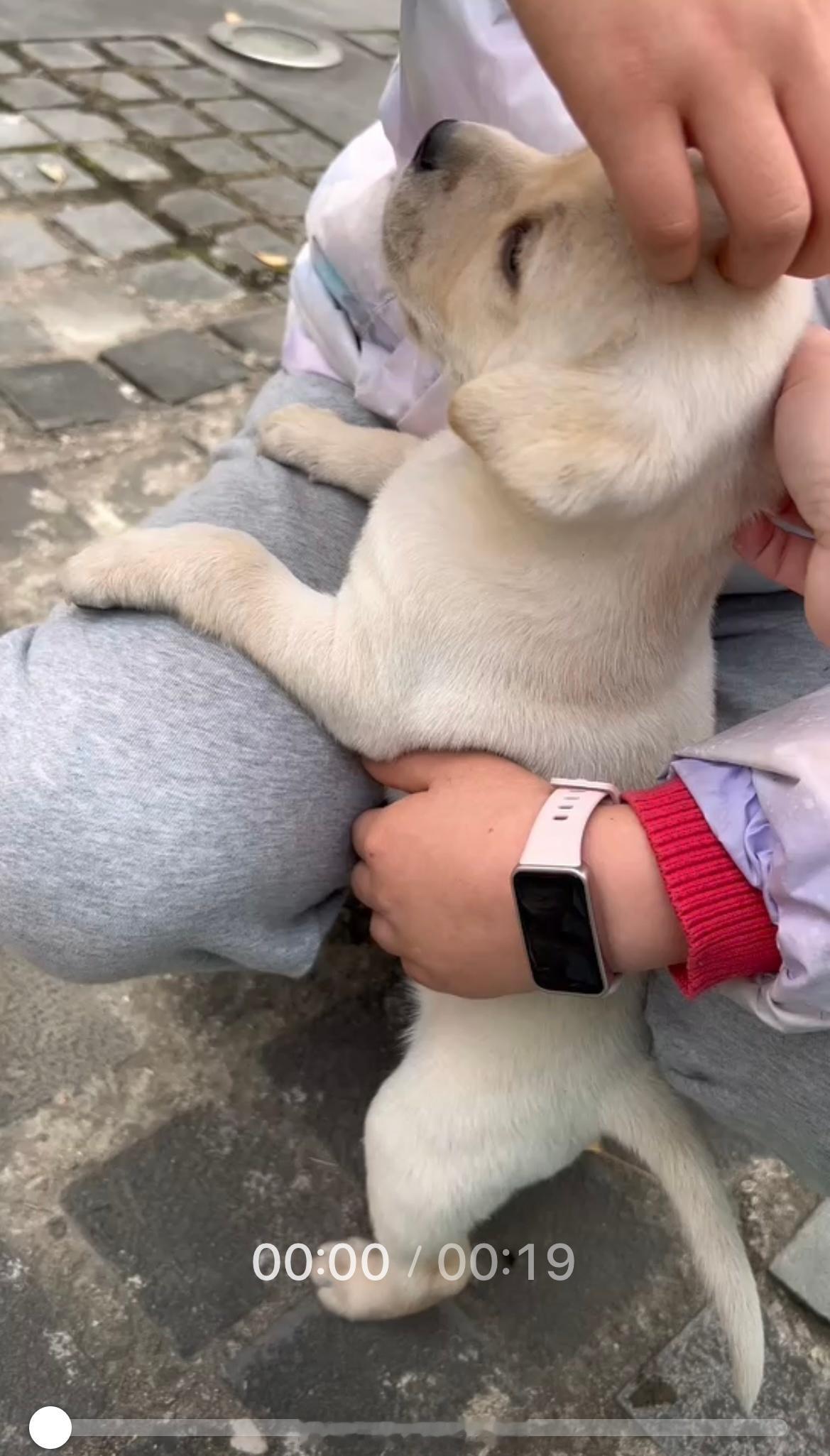 养狗狗的小孩姐真的太可爱了吧看到楼下有个小姑娘在独自遛狗就热情搭讪去了 小狗是4