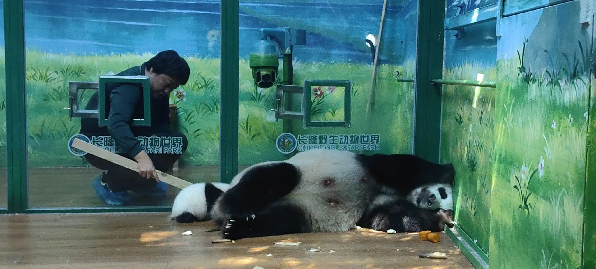 青姐今天的偷感好重😄萌萌反应好快😂