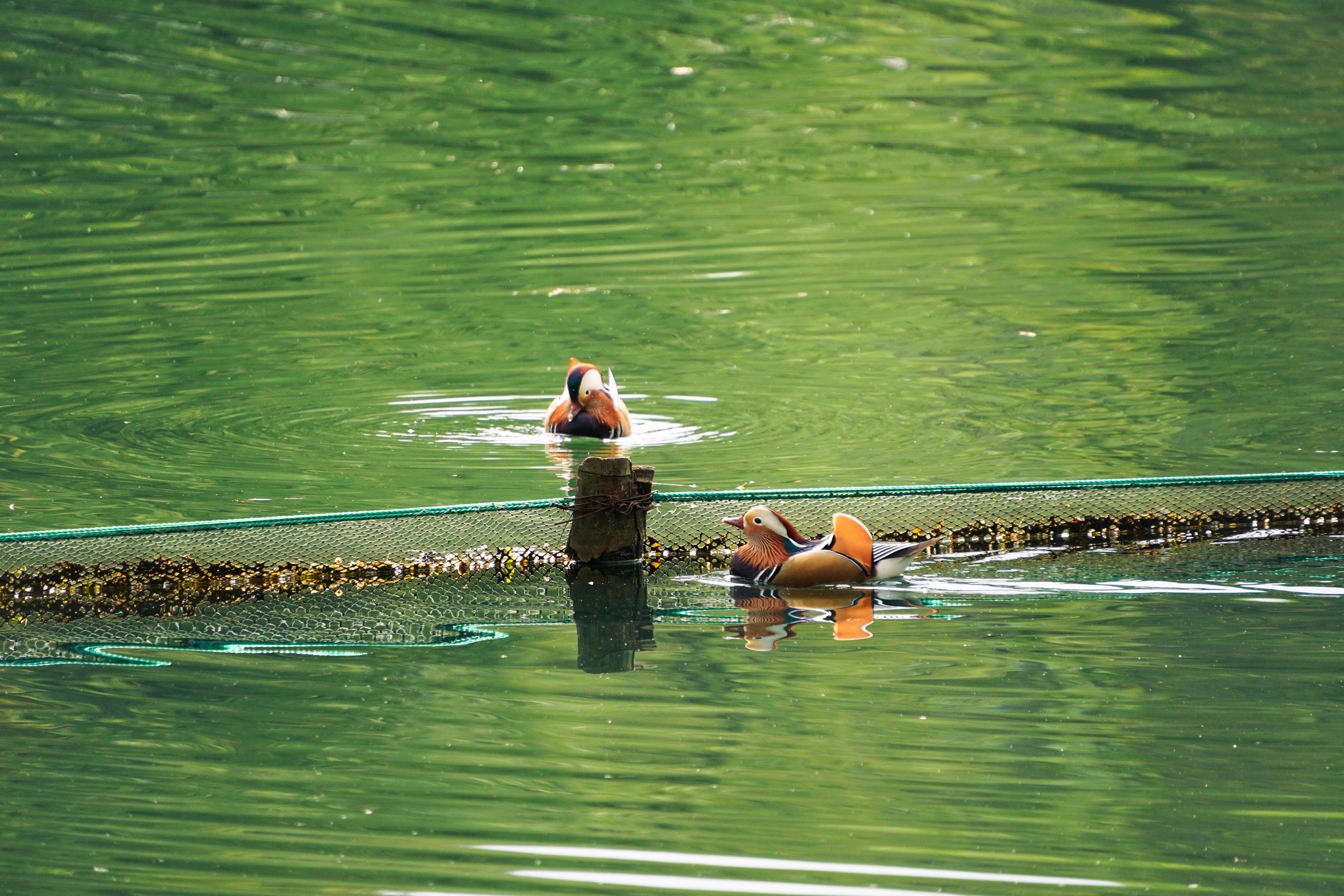 清明时节的西湖深处，来自©️不另外加糖 的记录。 