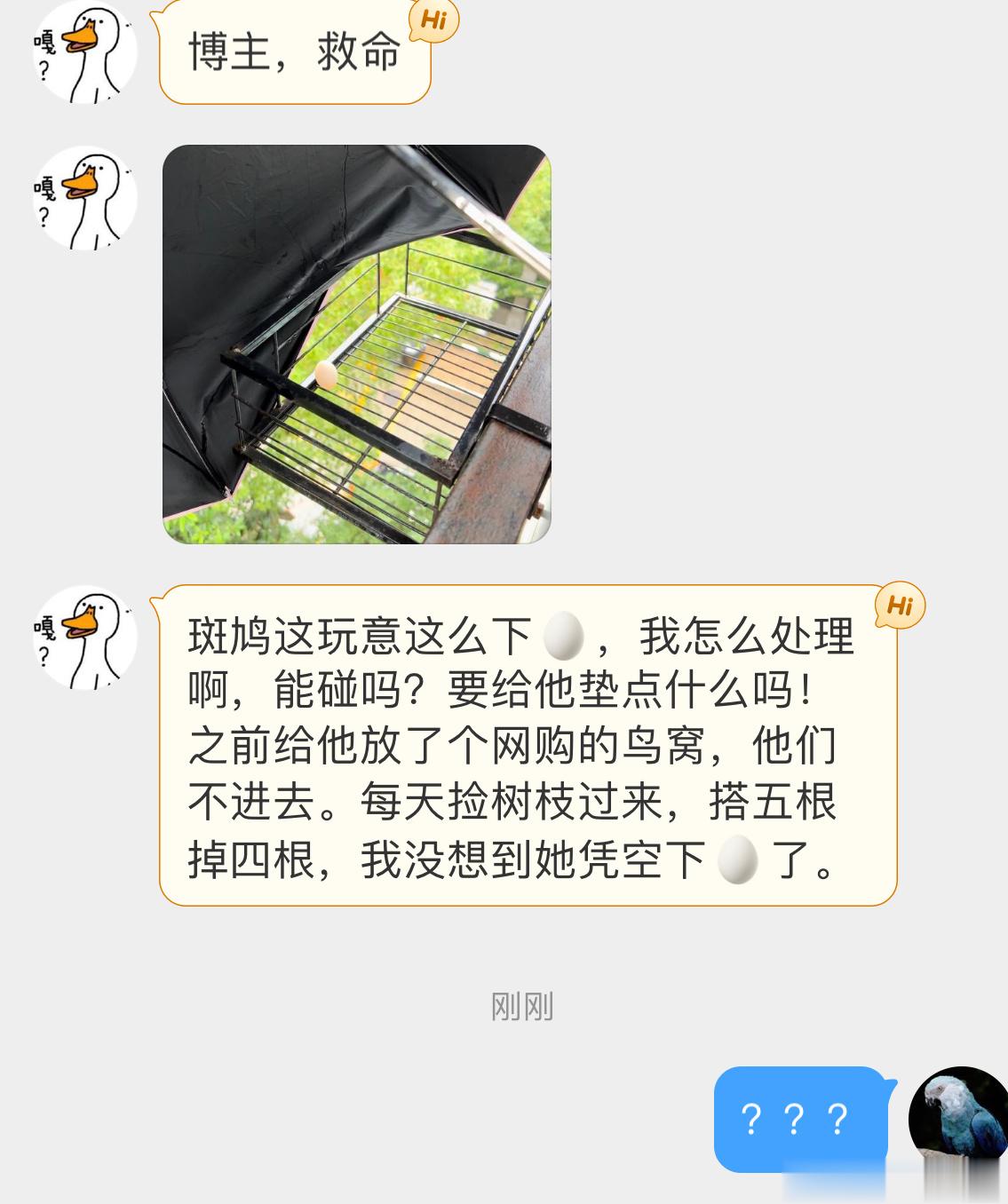 #鸟粉投稿# ？？？救命啊！笑死珠颈斑鸠又随地大小蛋 一根树枝也没有！ ​​​