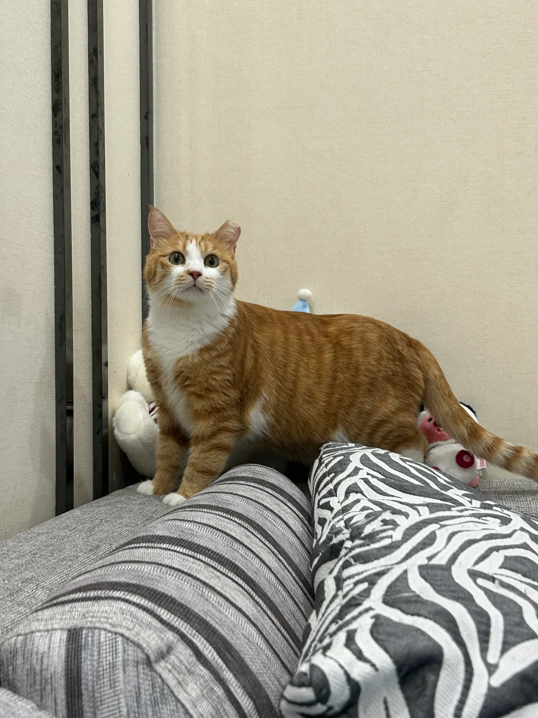 在新家偷感很重的小猫咪