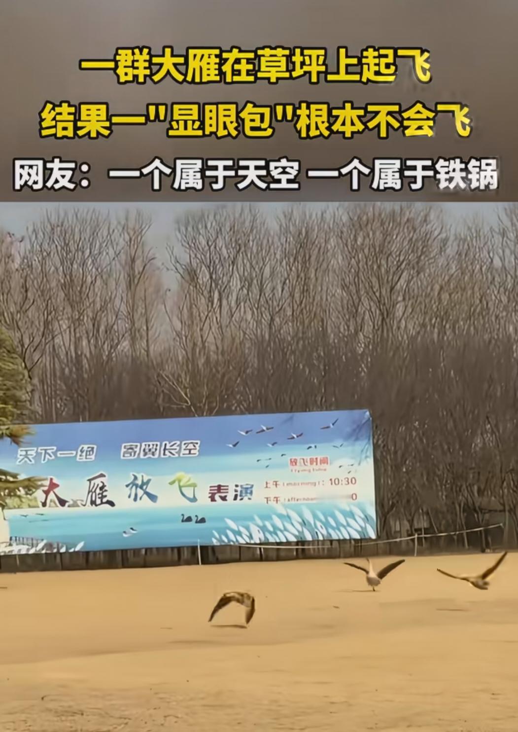 夏天的时候，一群天鹅过来，家里的老鹅也凑到一起玩耍，天鹅看它长的差不多也就接纳了