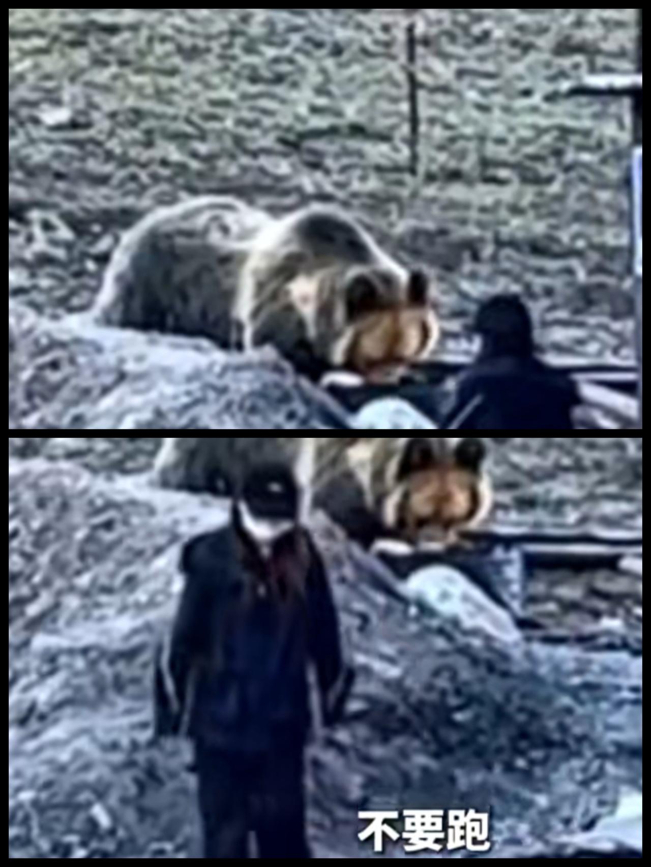 近日，在西藏那曲，一名女子近距离接触藏马熊，有男子急呼避险：快过来，快过来，别跑