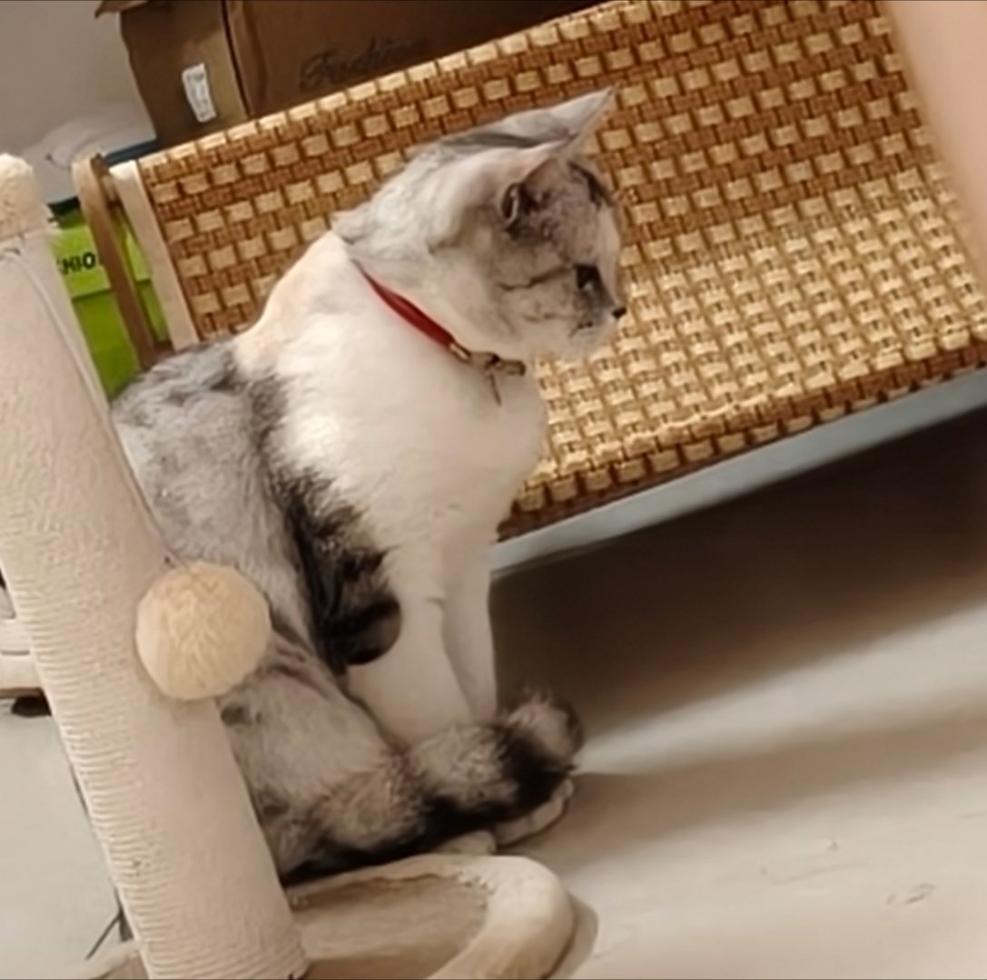 在等放饭中…… 