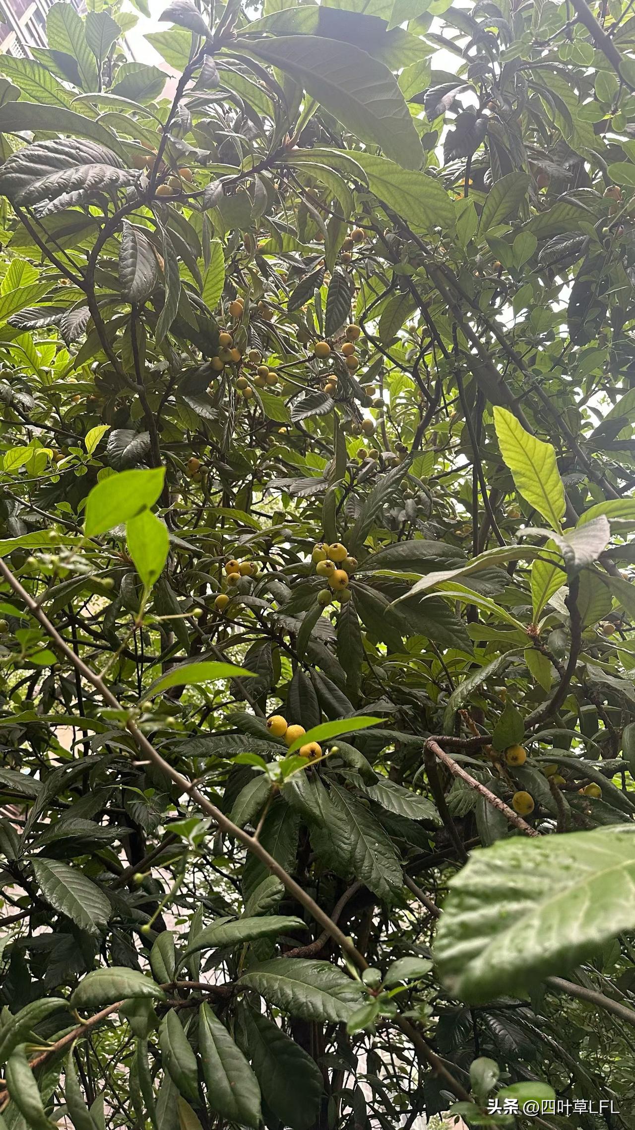 绿意盎然的枇杷树，枝头挂满金黄果实，阳光透过叶片洒下斑驳光影，初夏的气息扑面而来
