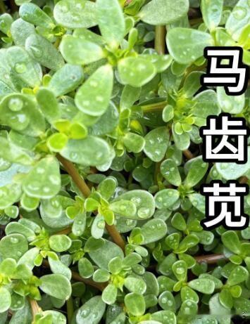 一个高难度方言词汇，马齿苋，用南通各地方言怎么说？此菜在南通不常见，但也有。如东
