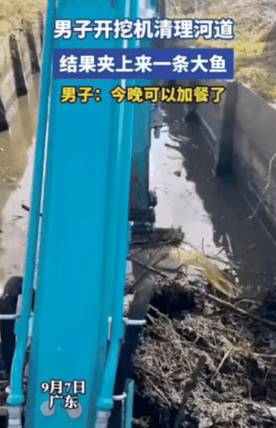 “解释不清了！”广东，男子开挖机清理河道，不料，才挖到一半，就挖到了一条“大鲤鱼
