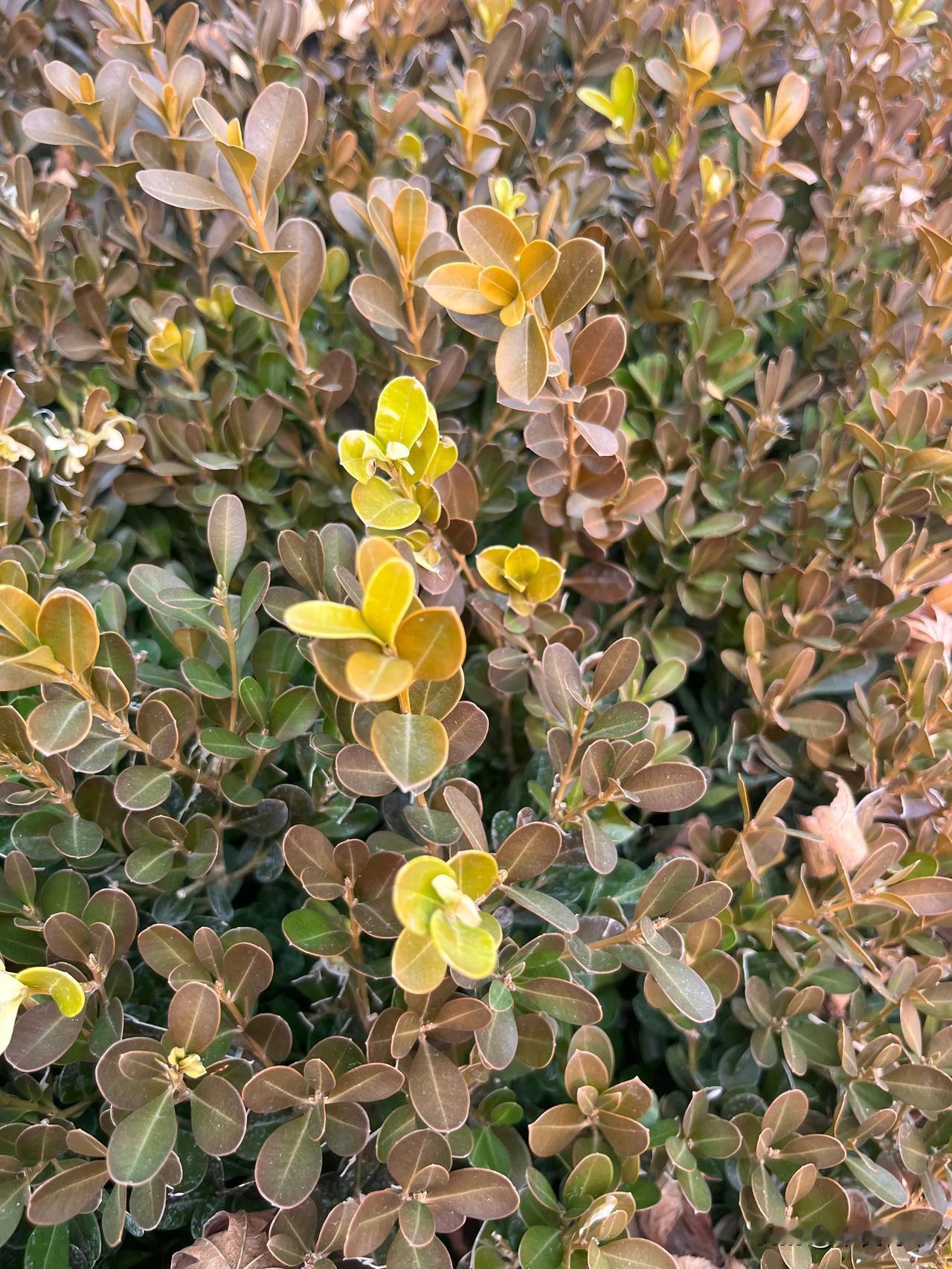 春天的脚步

几枚嫩芽绽新绿，
朵朵新蕾翘旧枝；
天空雁儿正回归，
路旁小虫探头