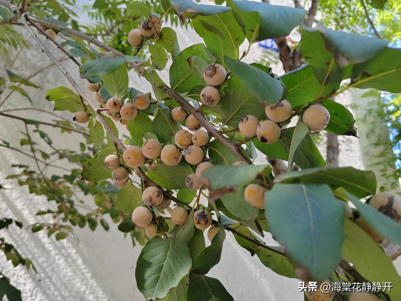 这是什么果子？样子挺像柿子，就是超迷你。