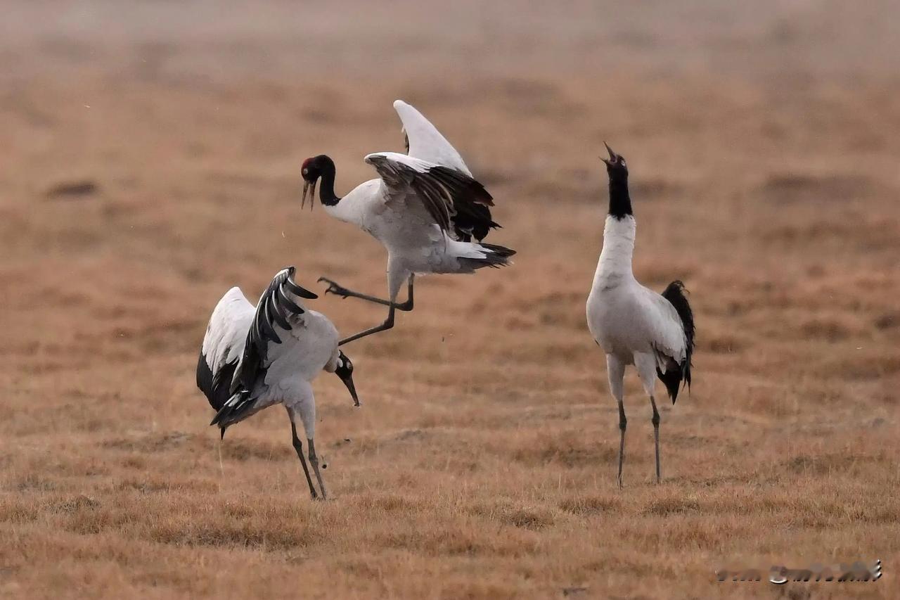 天地无声，鹤舞长空。