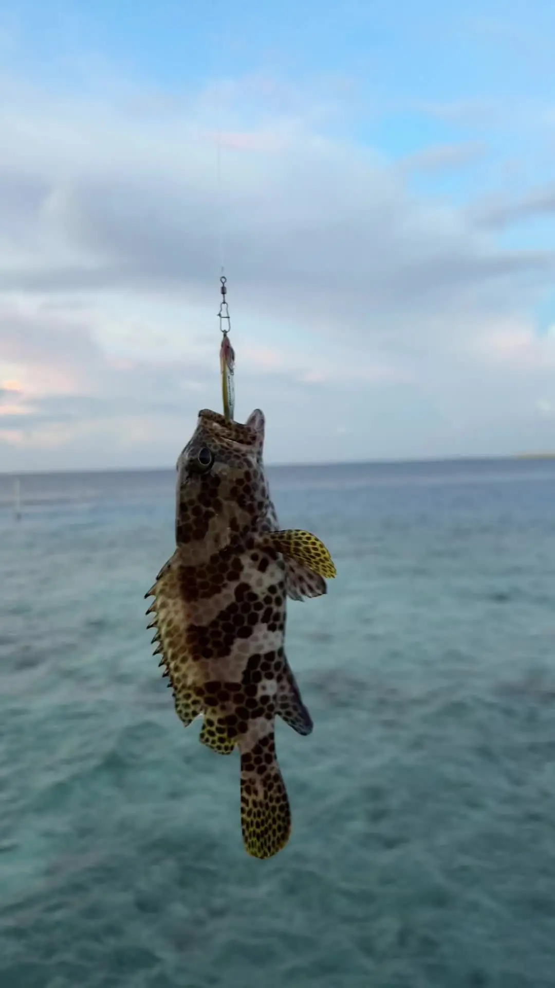 五种饵上一种鱼🥹 也是醉了，钓上来啥都是这玩意儿，还特么连竿