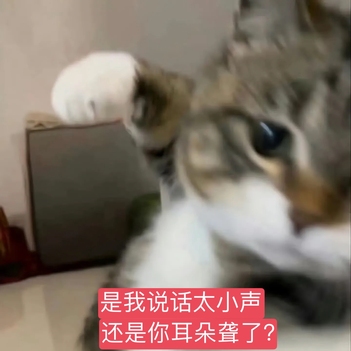 一喵一样啊💢 