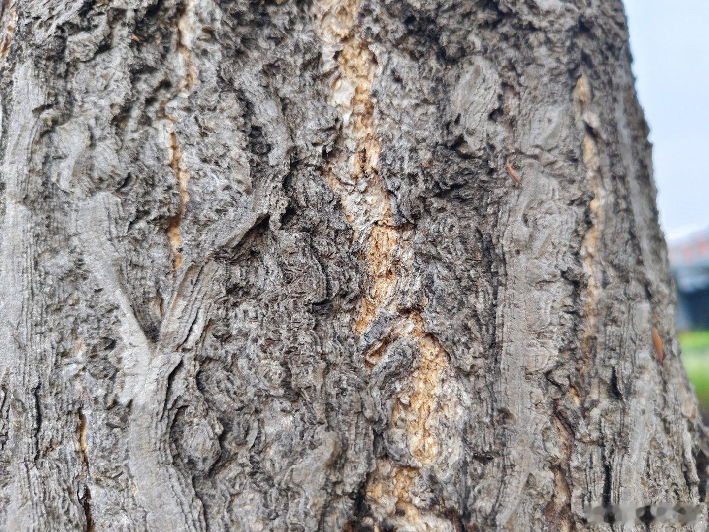 继续看蚂蚁吧，郊外大自然丰富多彩，也不能天天去浪，还是方圆几百米目之所及最现实。