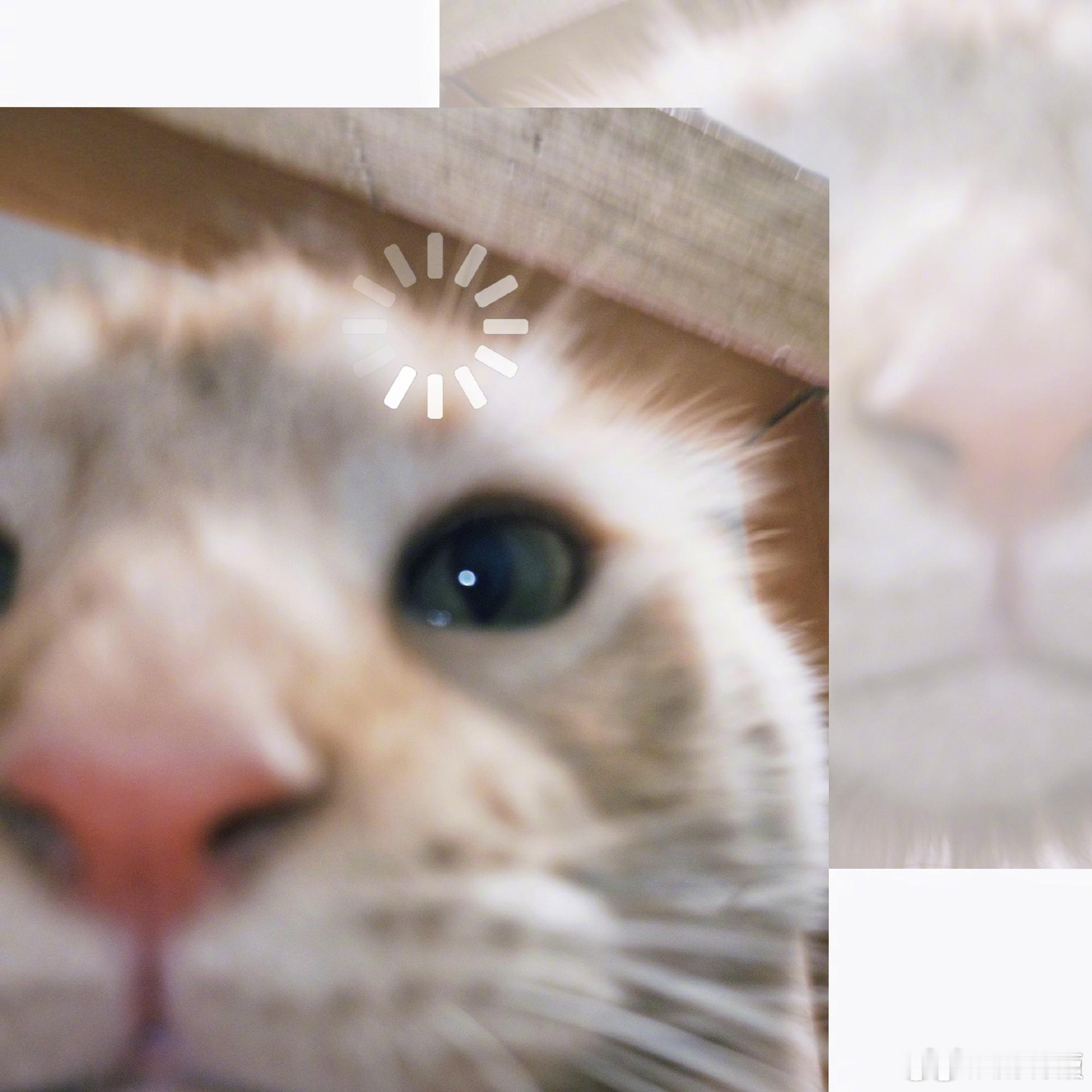 周冬雨的一组搞笑自拍周冬雨cos思考小猫晒出趣味自拍九宫格，神级cos思考小猫表