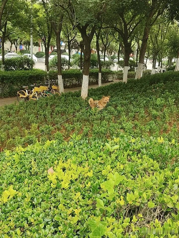 晒图笔记大赛绿色丛中有点黄