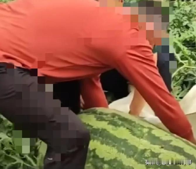 二哥种了很多西瓜，他说西瓜没价，不卖，让我们去摘。小姑子说每家开个车去，反正二哥