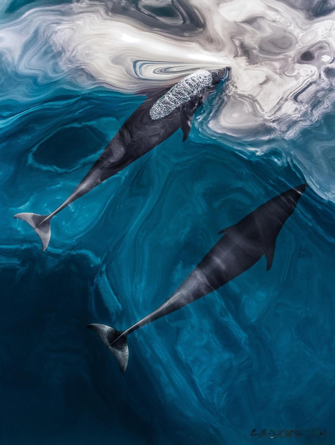 保罗·尼克伦（Paul Nicklen），成长于北极因纽特社区，是享誉全球的顶尖