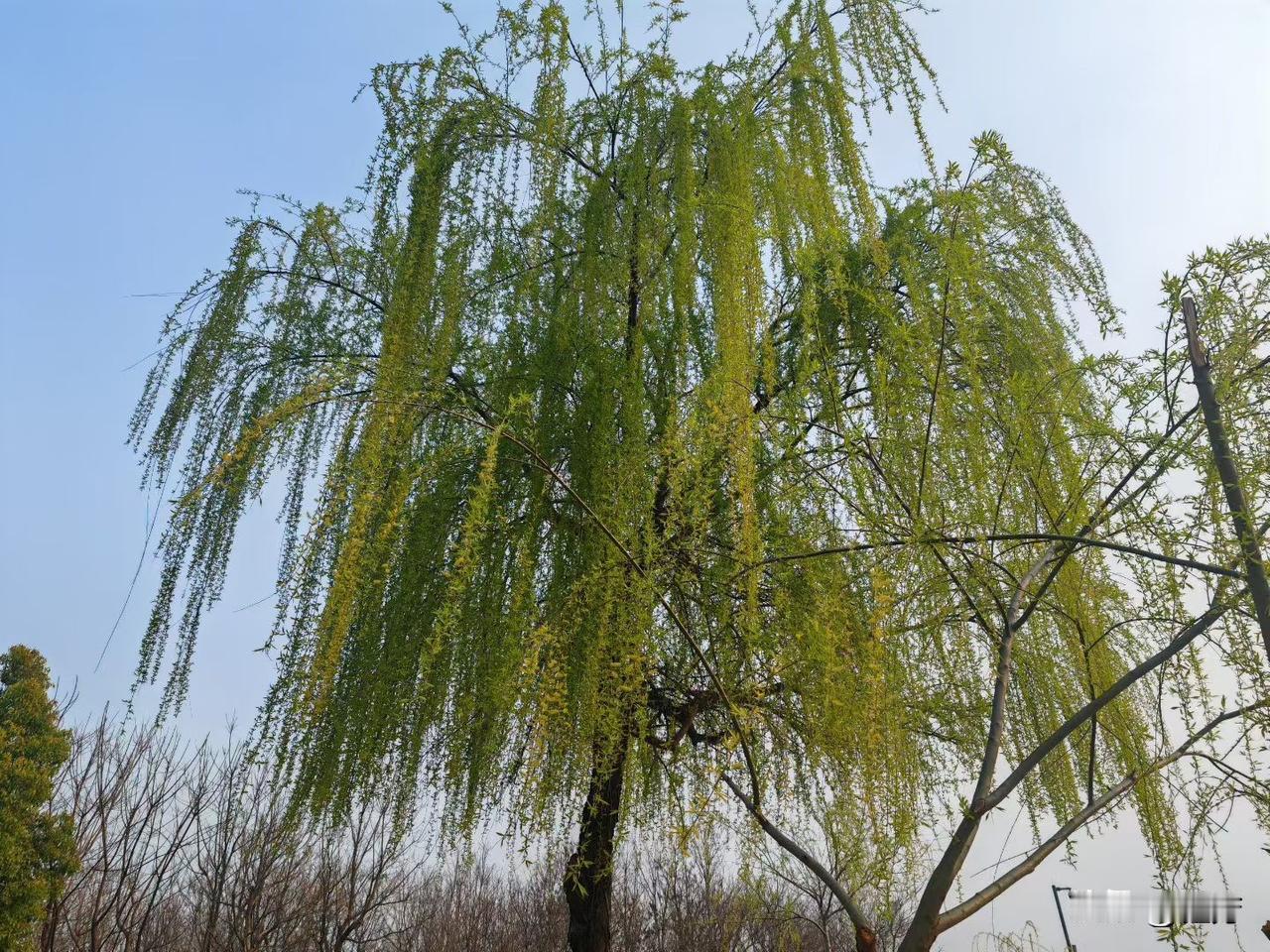 清新自然的蓝花，点缀在翠绿的叶间，美不胜收！🌸🌿