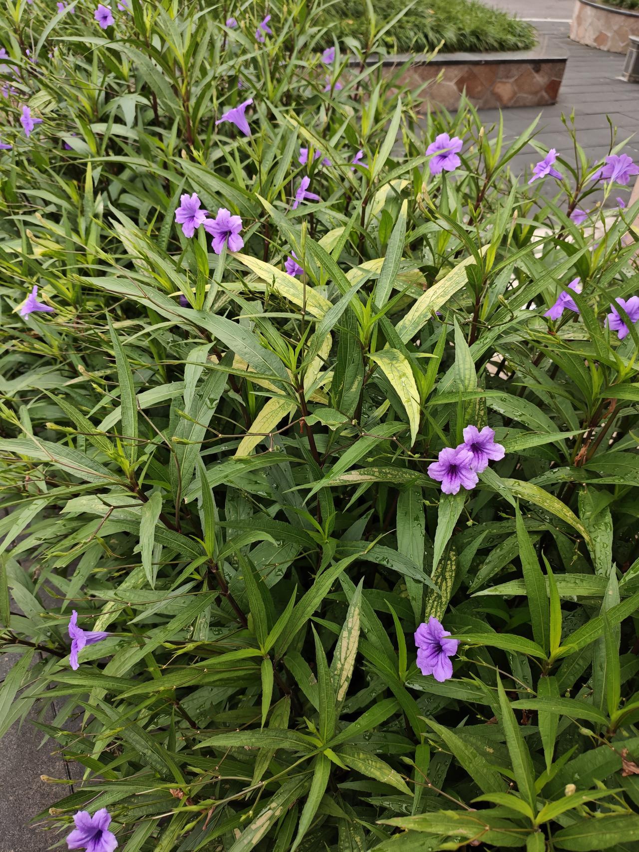 相册里的花花草草下了几天雷雨，小区公园里的兰花草花又开花了，开了一大片，紫色的的