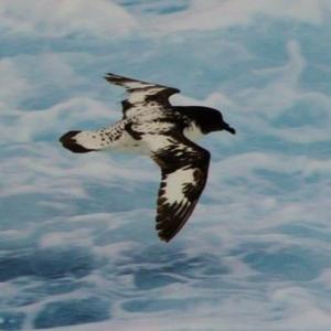 我为黄河唱赞歌