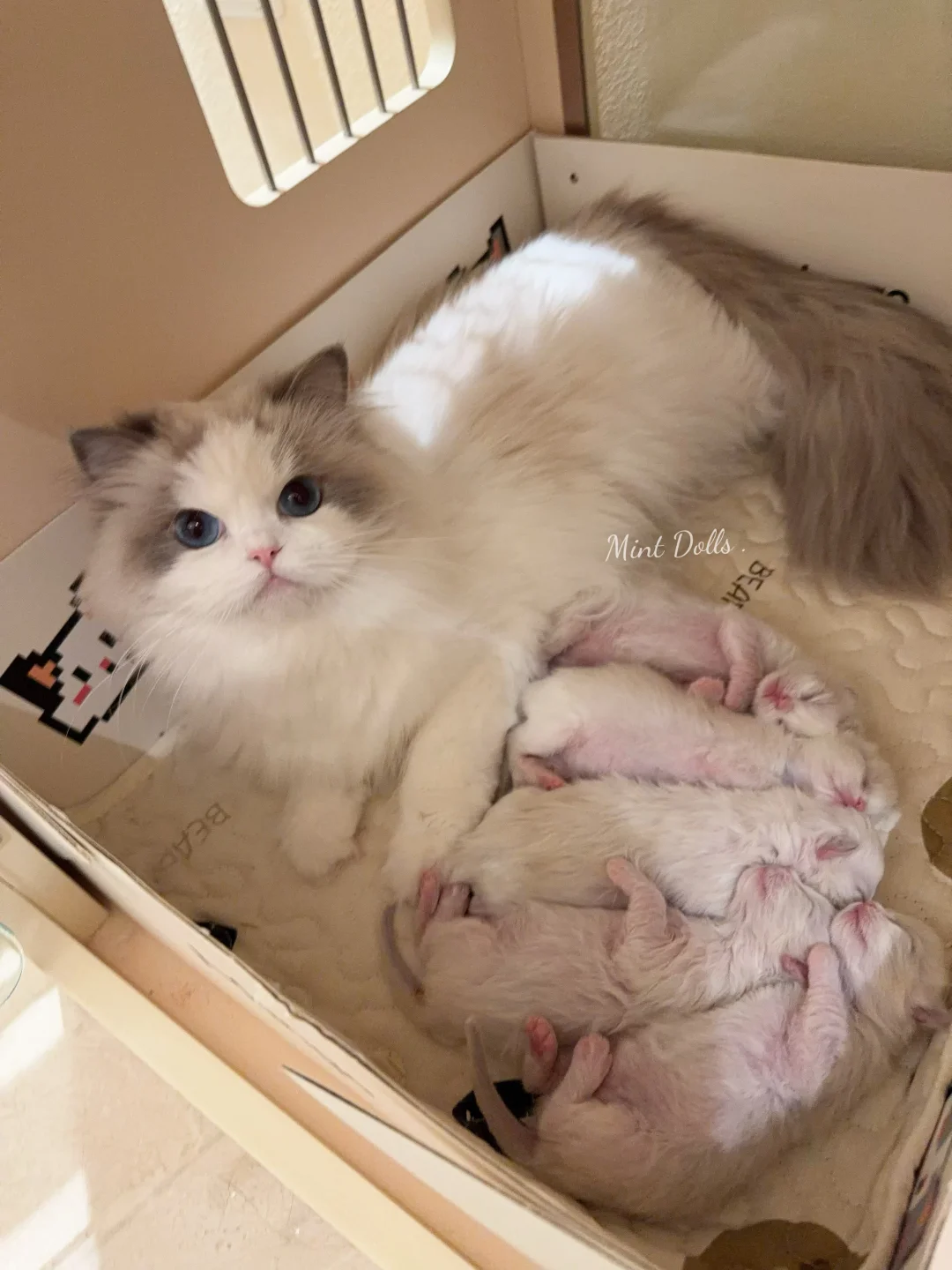 猫妈有强迫症吗？给娃摆的整整齐齐