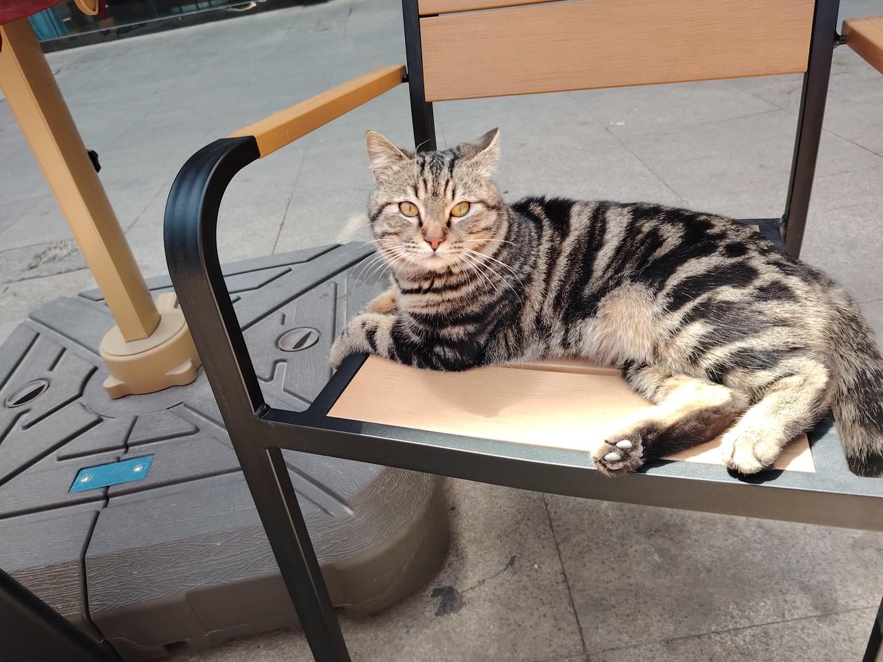 偷得浮生半日闲，与狸花猫对面而坐。阳光是最好的滤镜，它在发呆，我在看它，岁月静好