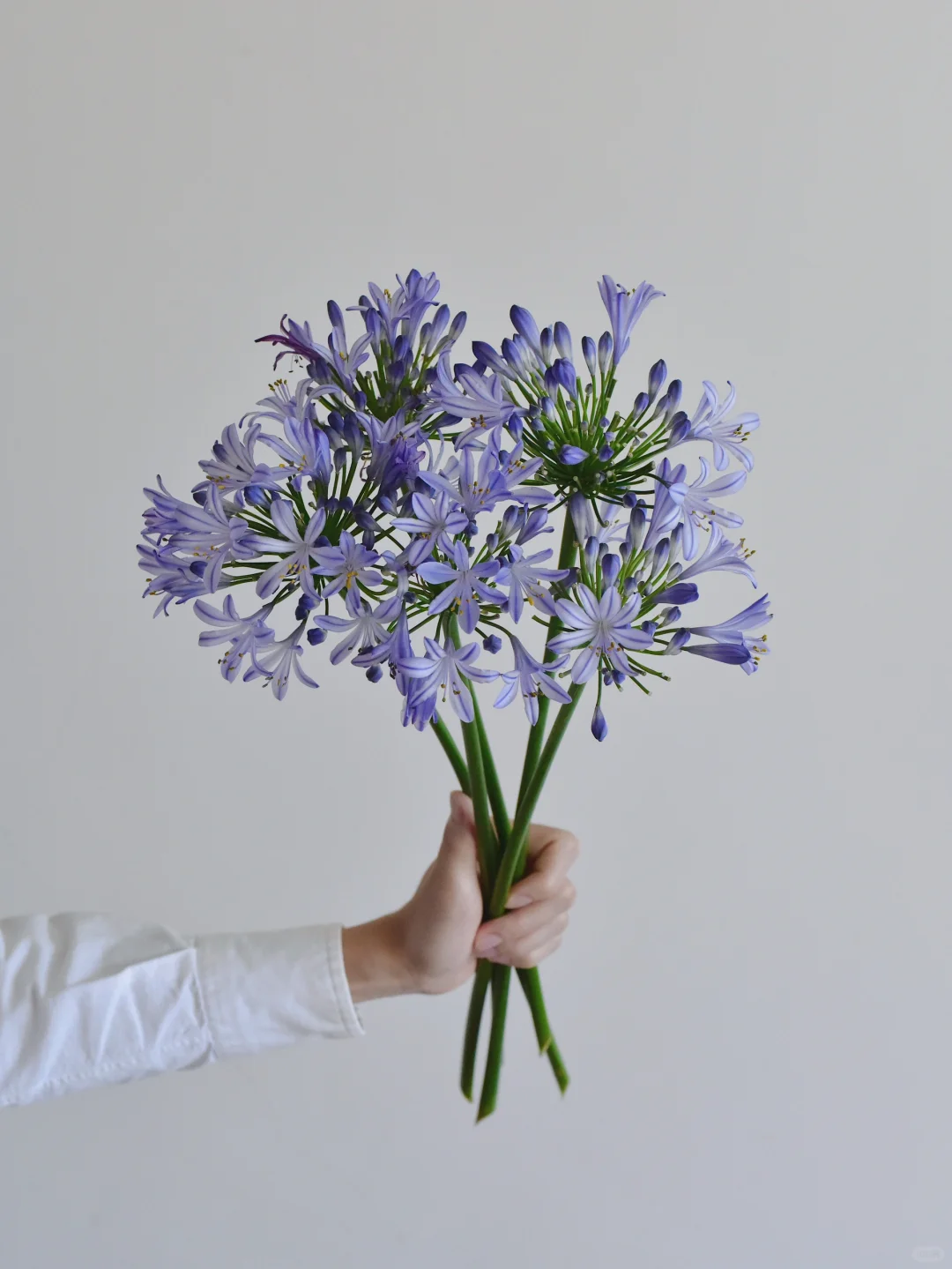 百子莲·满月紫