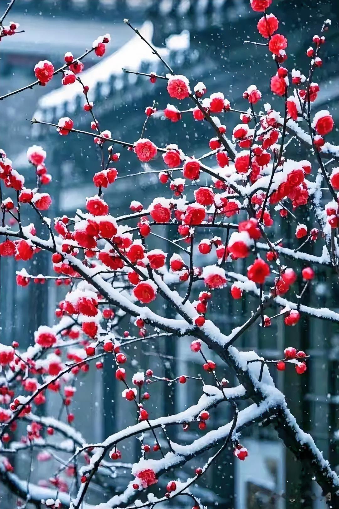 寒梅映雪
寒天素裹玉尘扬，
瘦影疏枝映断梁。
冷蕊凝香呈瑞气，
琼枝带露韵魂芳。