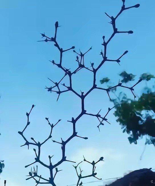 这棵树是什么专业的？[疑问] 