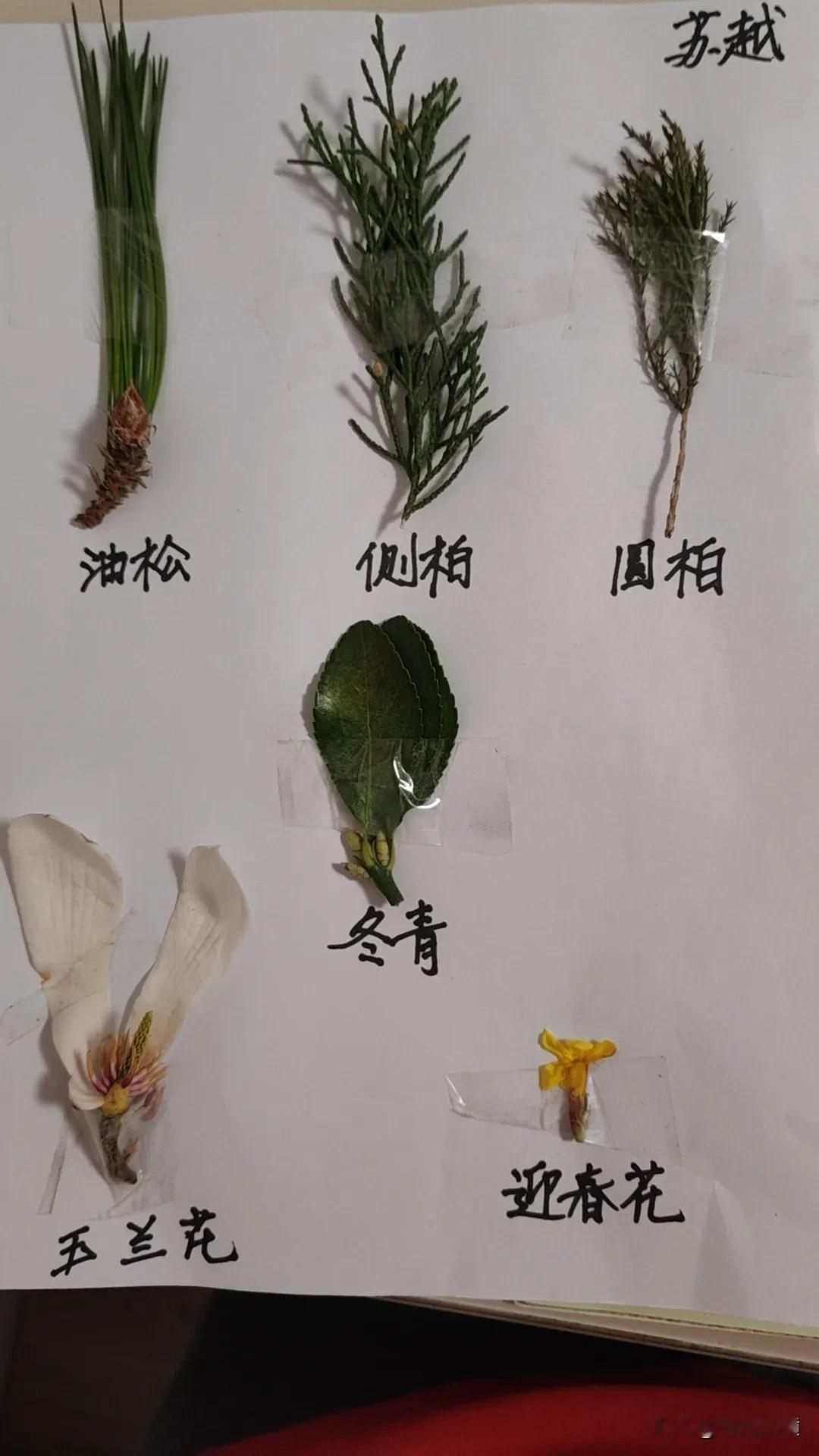 植树节到来，老师给宝宝布置任务，采集树叶，趁此机会给宝宝科普一下树叶简单的知识。