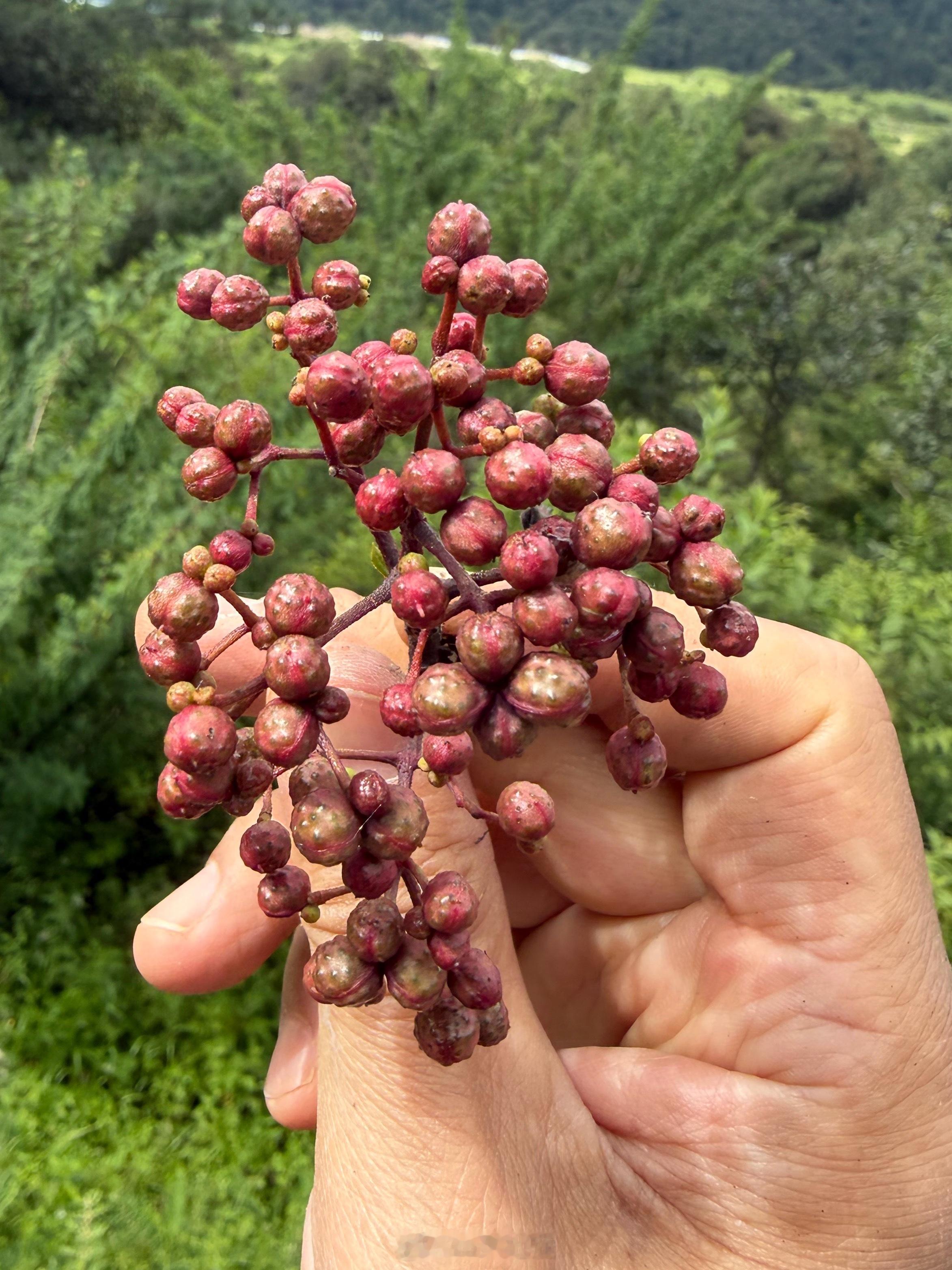 新鲜的花椒与晒了一下午之后花椒 