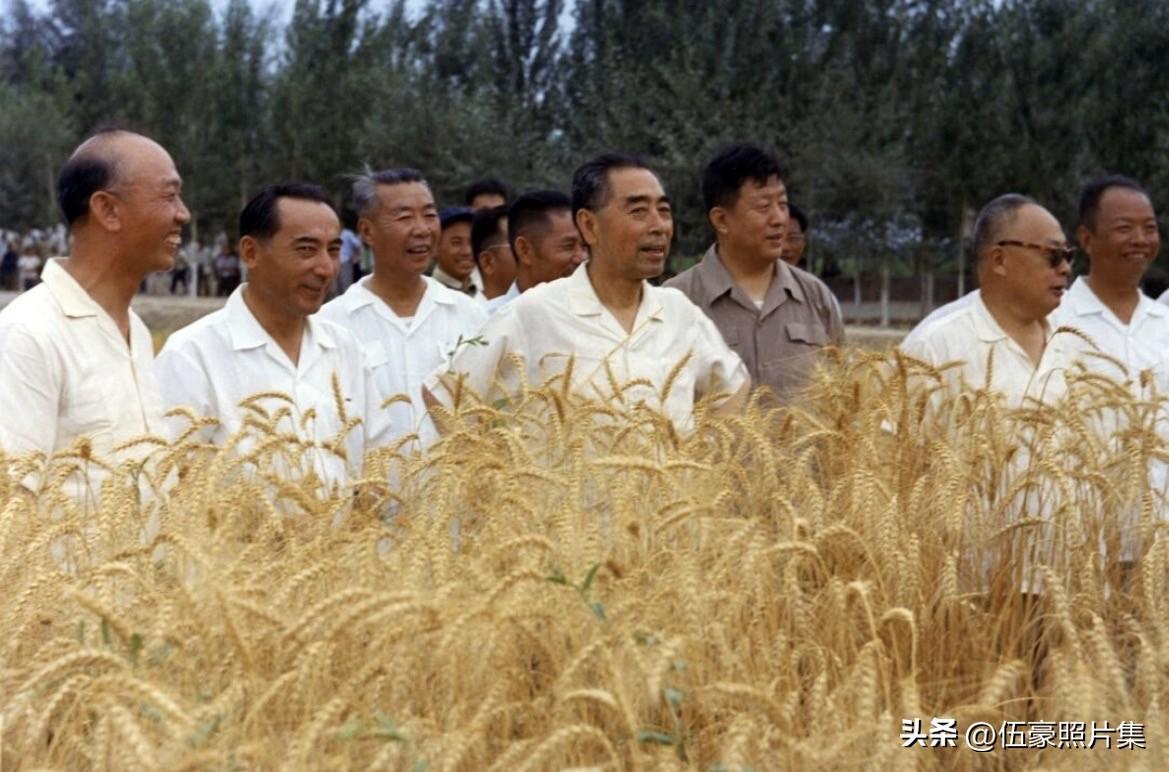1965年7月5日，周恩来总理视察新疆石河子农垦区麦田，近距离观察麦穗的饱满程度