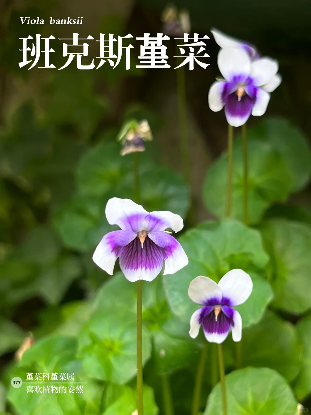 福州植物打标377｜国宝造型的花 班克斯堇菜