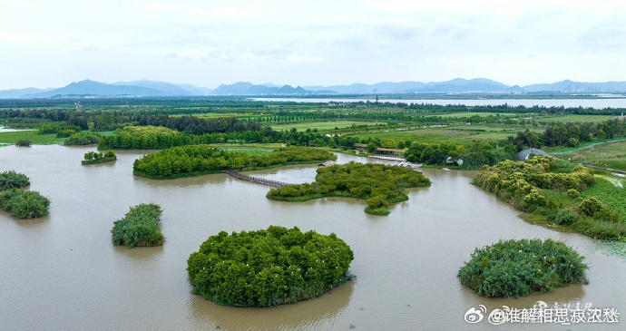 台州玉环湿地上千只候鸟破壳这里是东亚—澳大利西亚候鸟迁徙带的关键中转站，已记录鸟