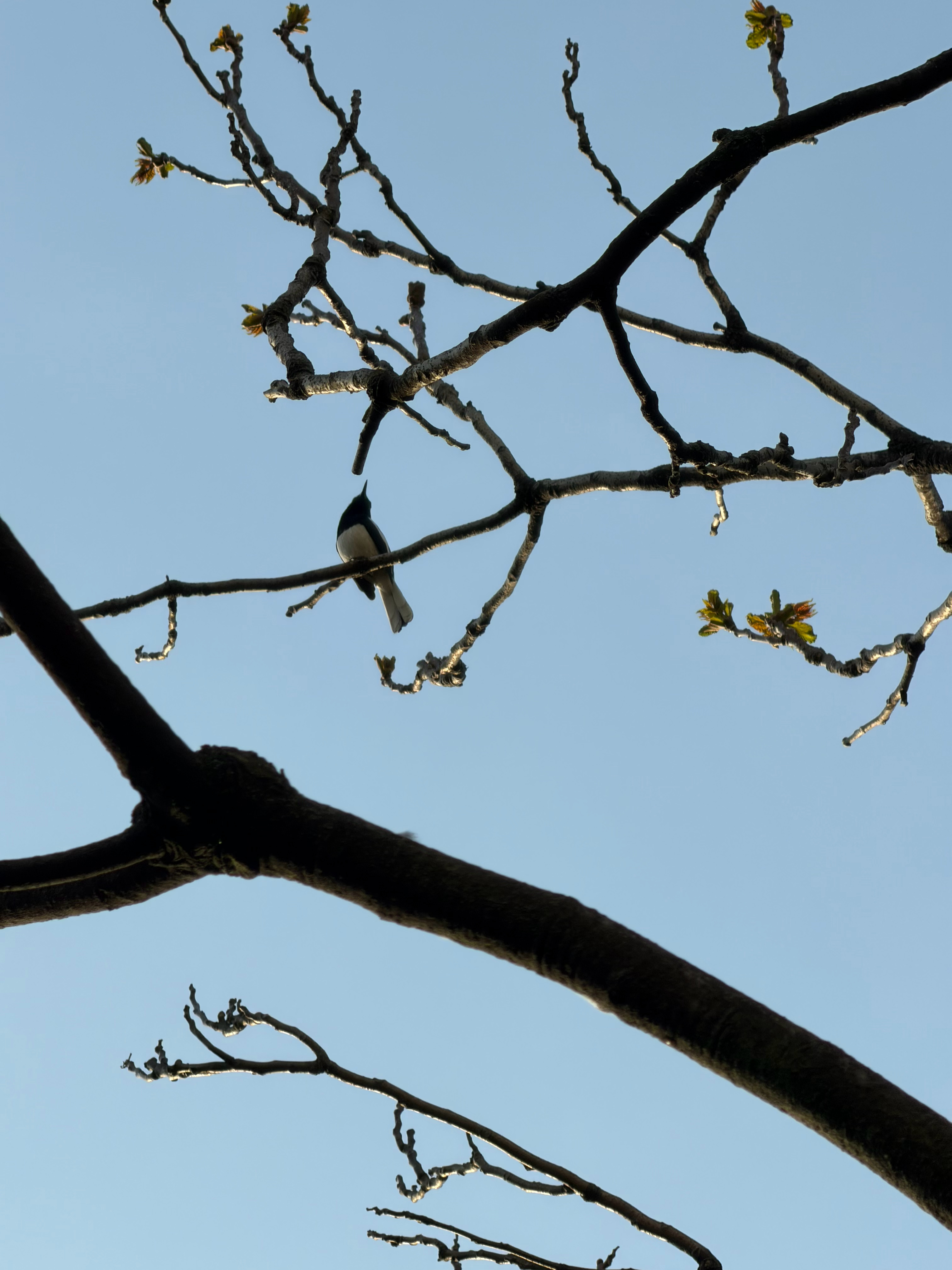 每年春天氯雷他定都得上热搜，过敏季的必备药品了