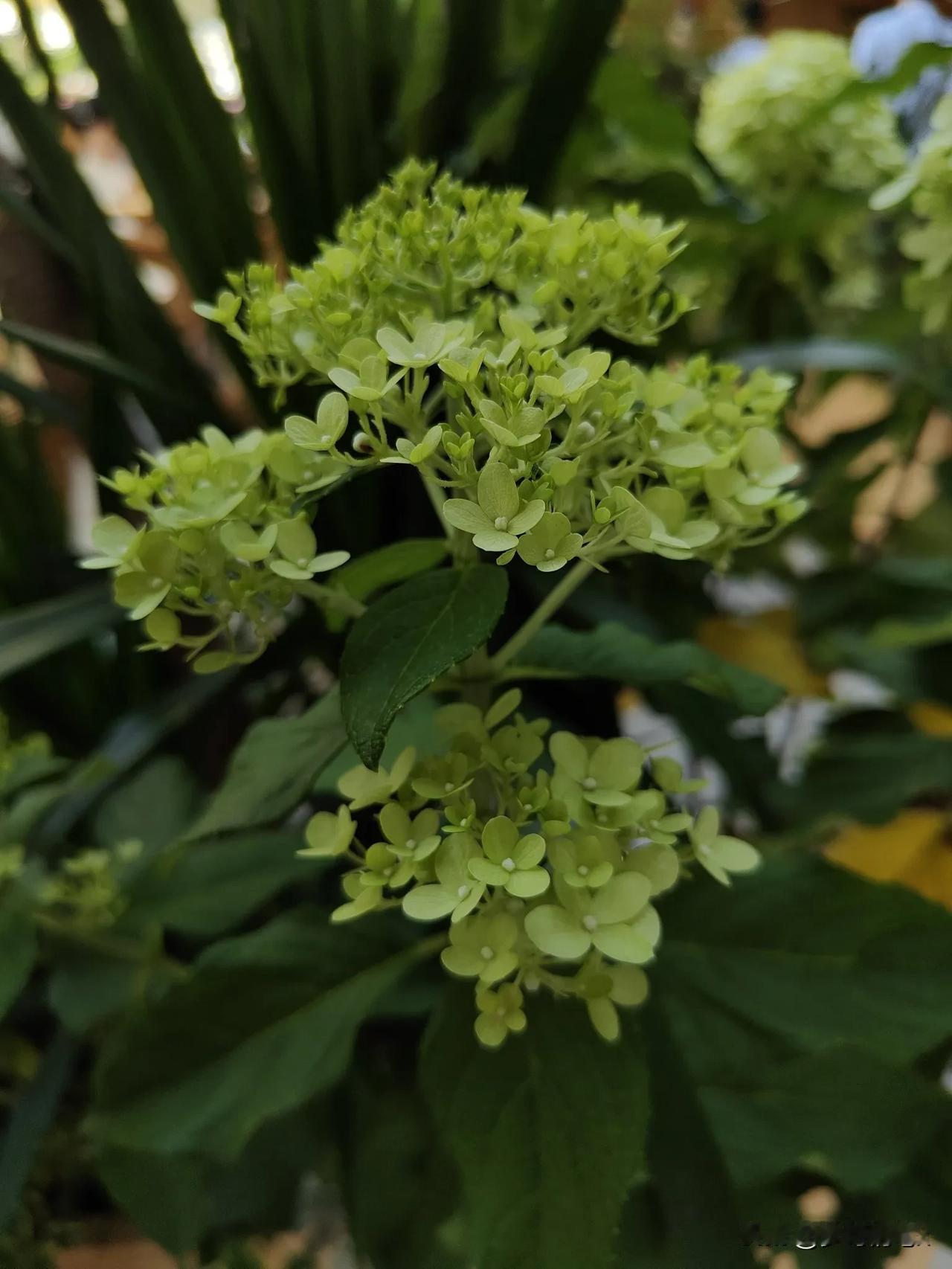 圆锤绣球花盛开时呈现一大团一大团的花，如绣球一般，故得名绣球花。刚开时花呈淡绿色