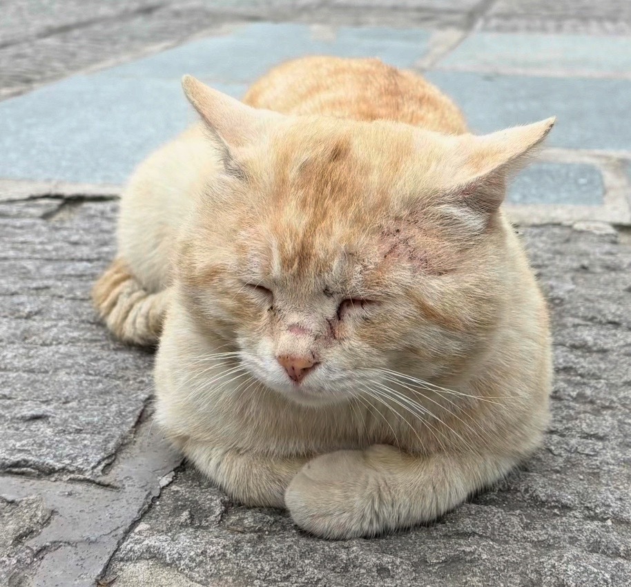 起猛了一不小心就成了团宠团宠意味着大家都喜欢，那我只能说：它就是啦 