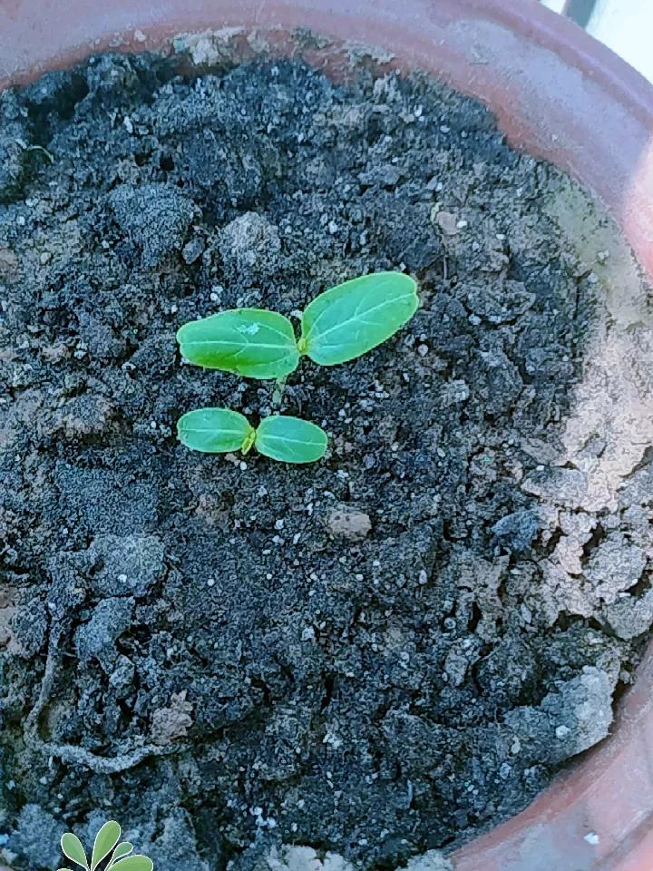 晒图笔记大赛看看我老公种下的葫芦籽，就像小孩一样，一天一个样，昨天还那么小，今天