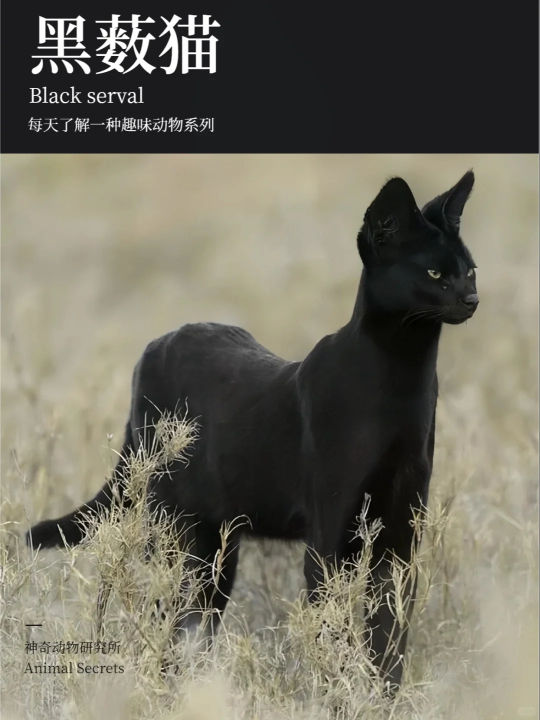 每天了解一种趣味动物👀黑薮（sǒu）猫