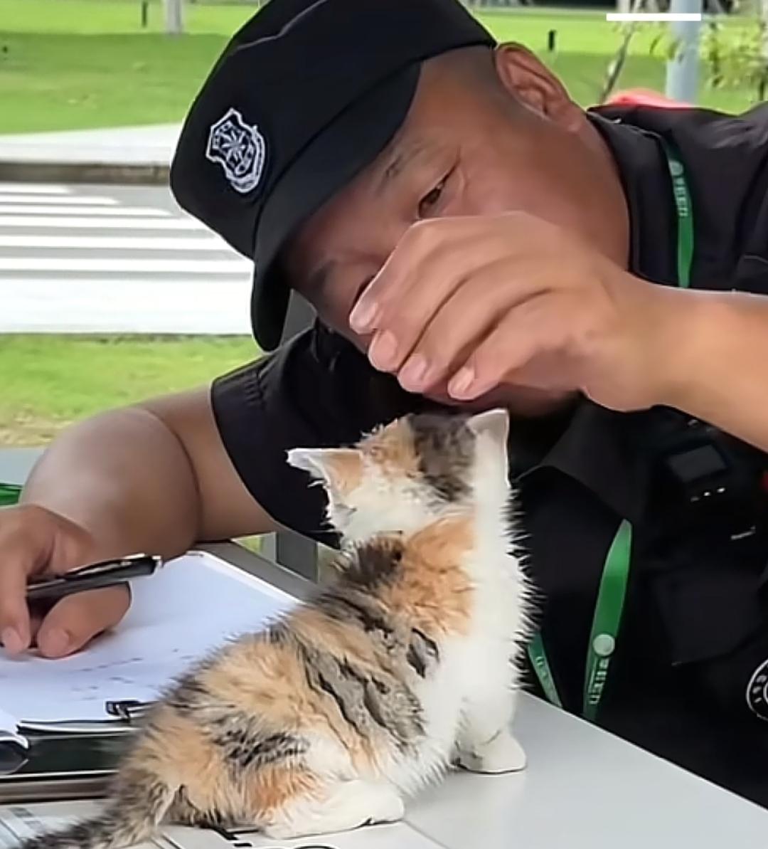 今天上午保安老孙捡到了一只小流浪猫，可能老猫出去找吃的去了，这小猫自己跑出来了。